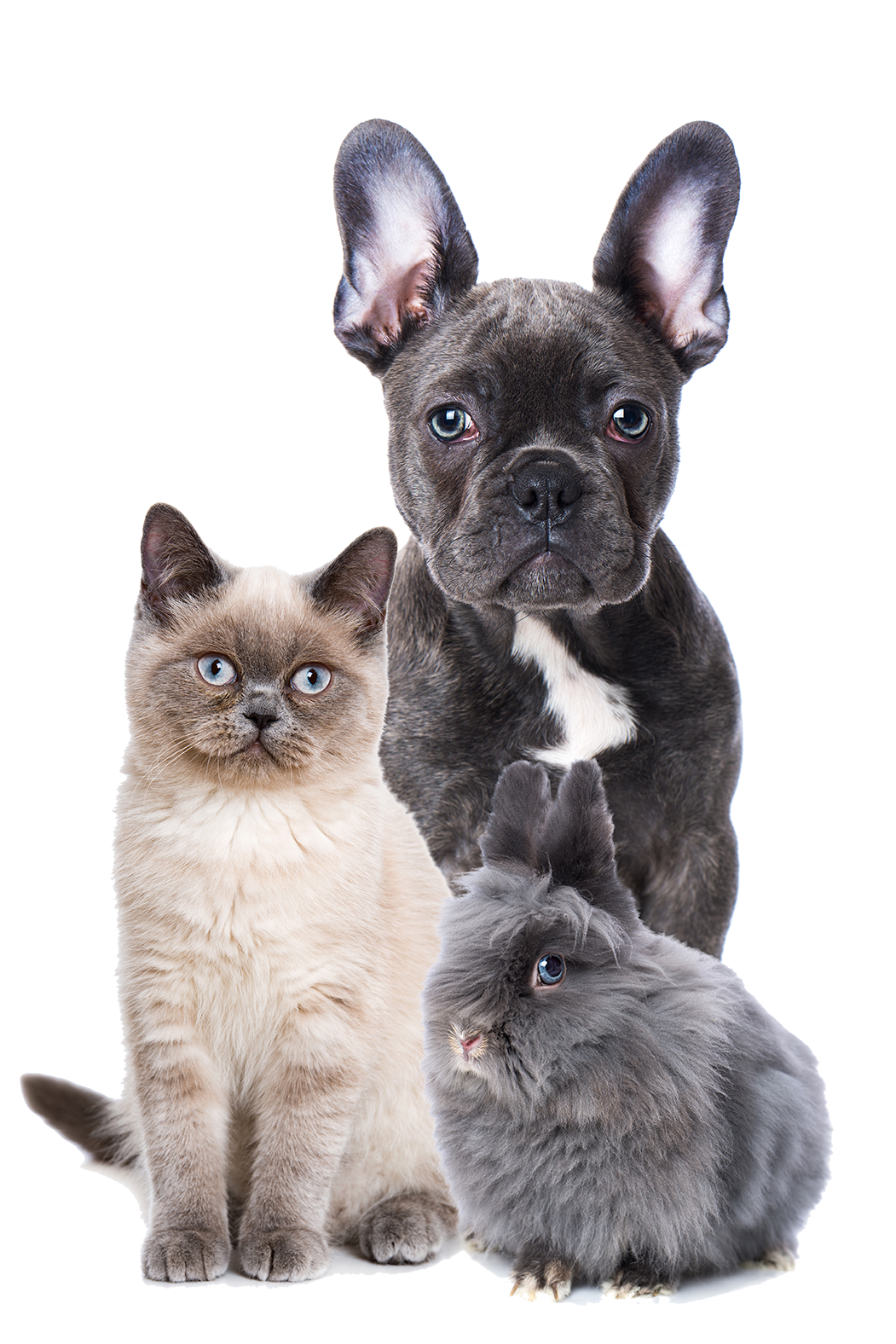 Veterinario Madruzzo