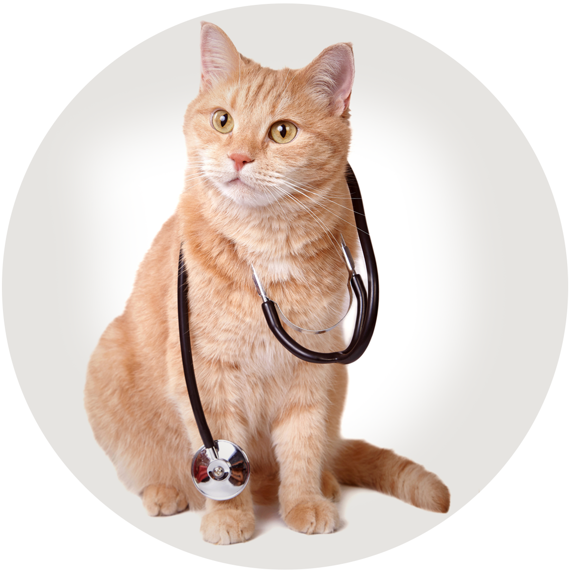 Veterinario Madruzzo
